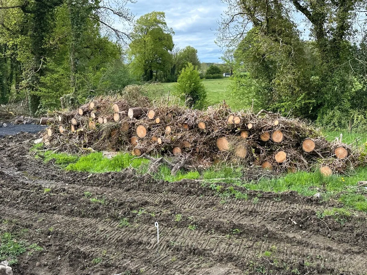 Spruce logs - firewood - Image 1