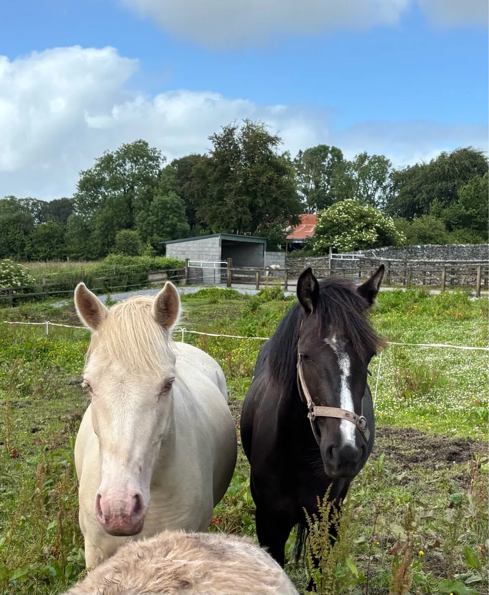SELECTION OF PET, L/R & YOUNG PONIES - Image 1