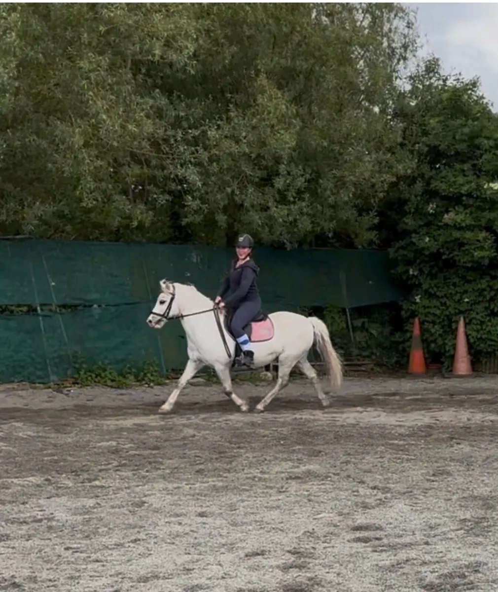 SELECTION OF PET, L/R & YOUNG PONIES - Image 3