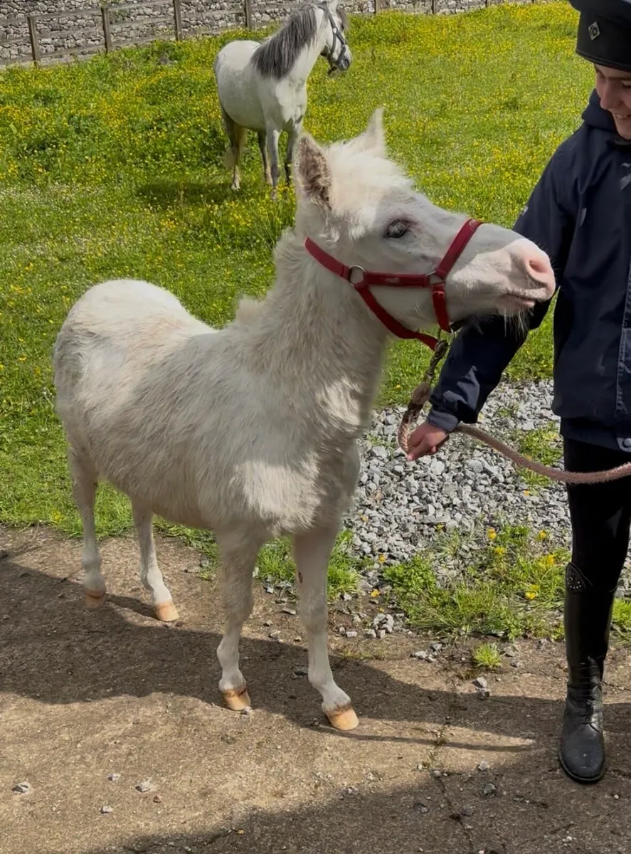 SELECTION OF PET, L/R & YOUNG PONIES - Image 4