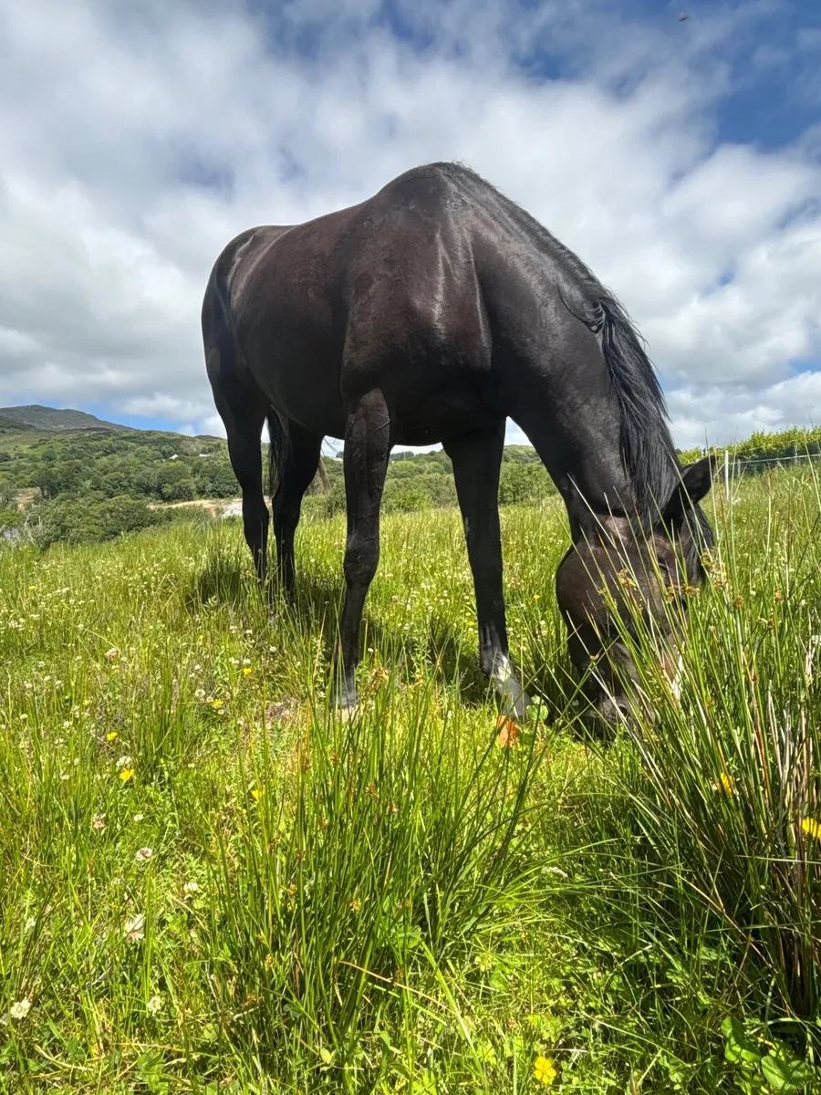 Horse - Image 1