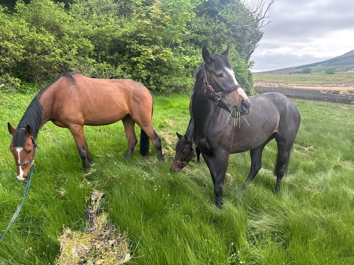 Horse - Image 4