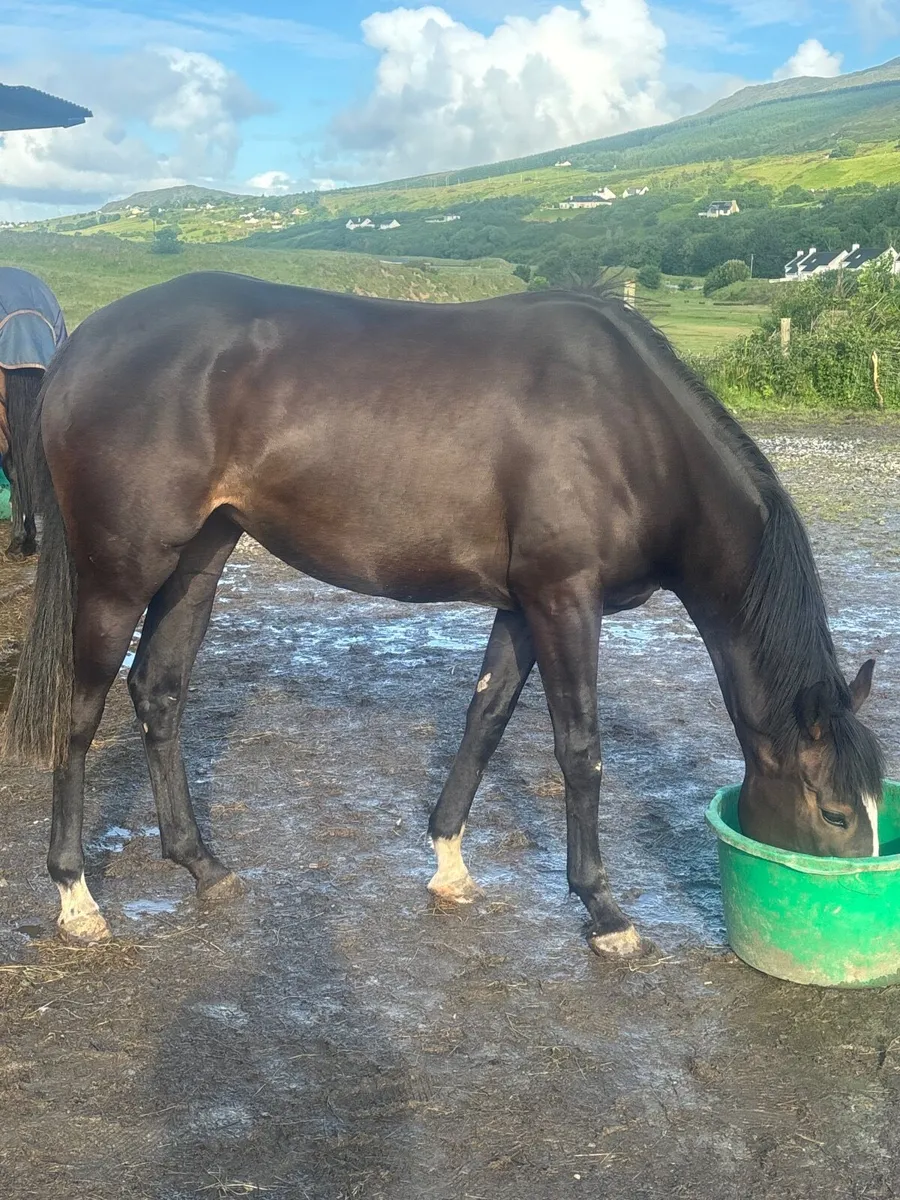 Horse - Image 2