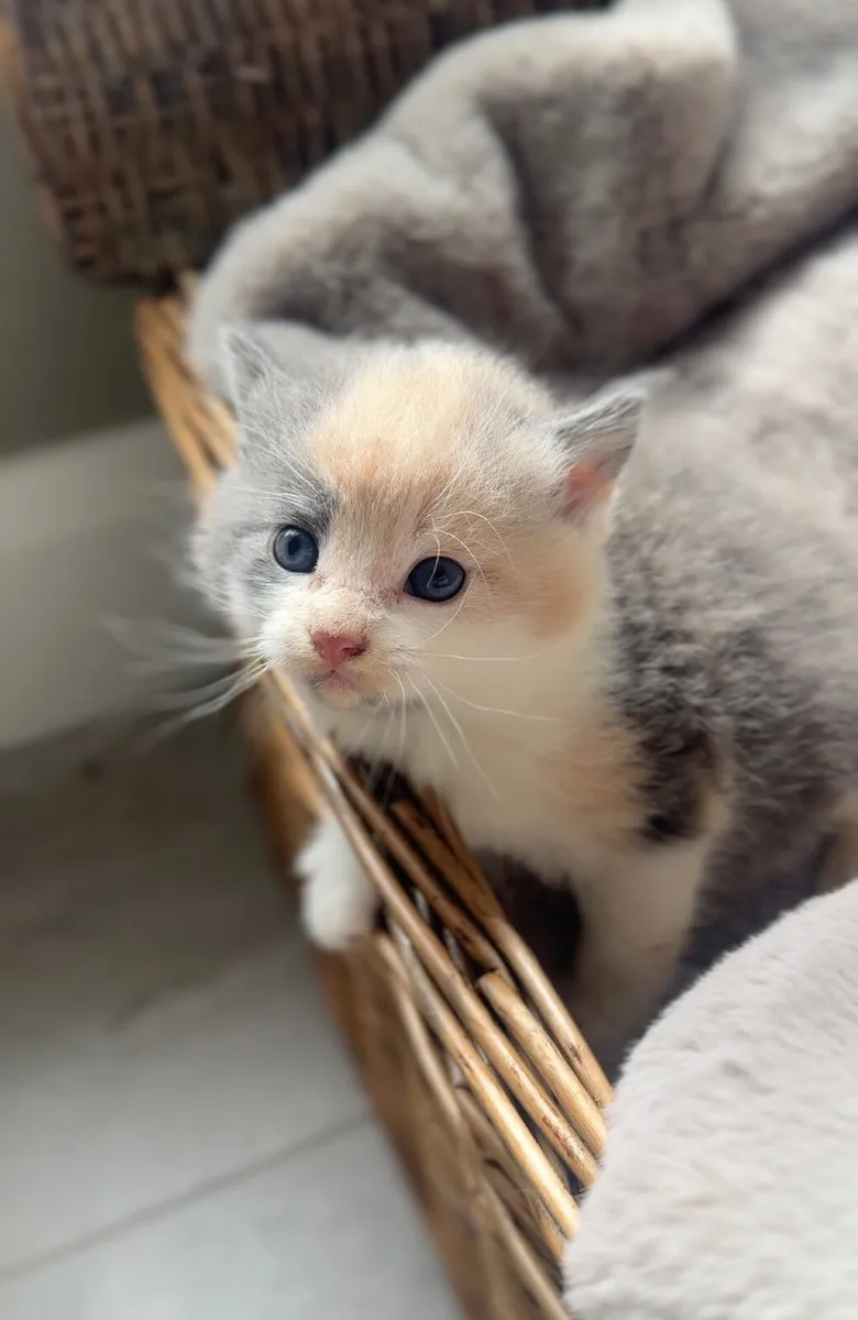 Kittens - Image 1