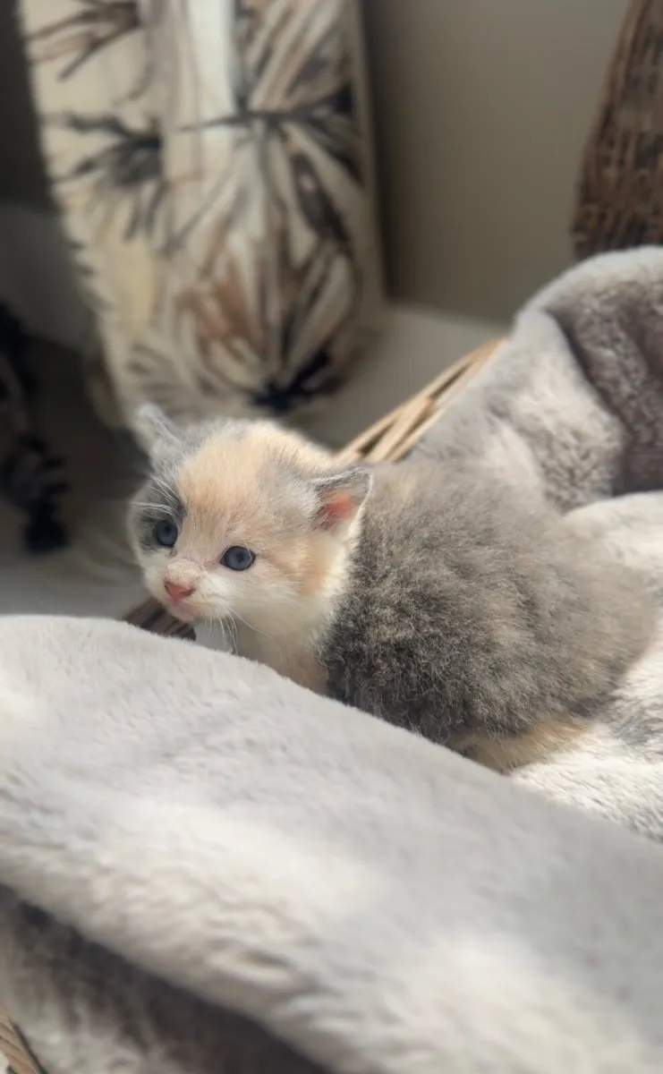 Kittens - Image 2