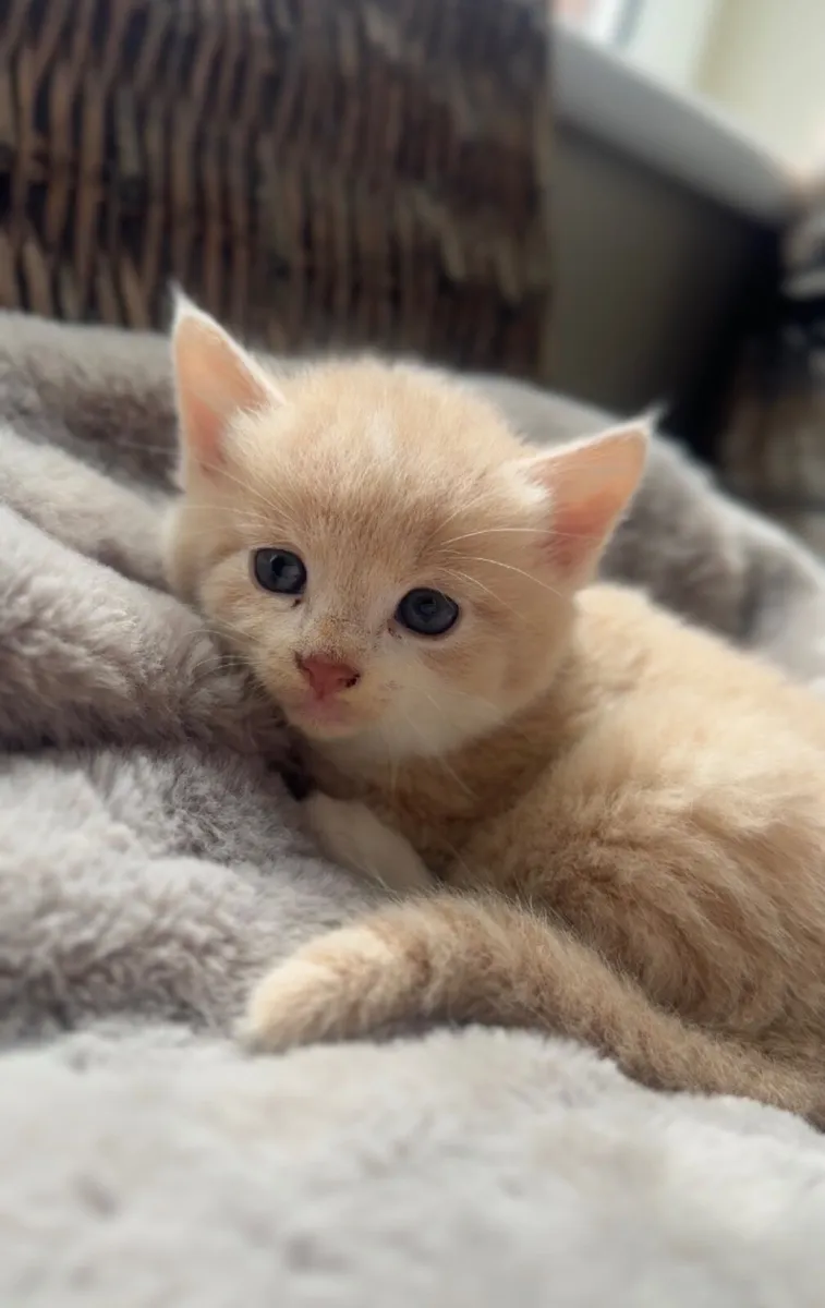 Kittens - Image 3