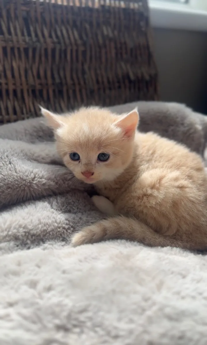 Kittens - Image 4