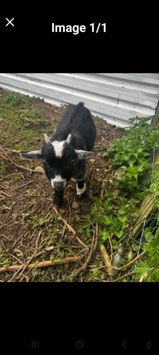 Pygmy Goat
