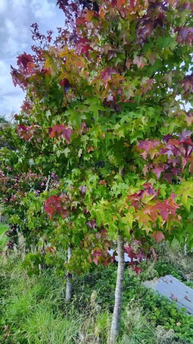 Trees - Image 4