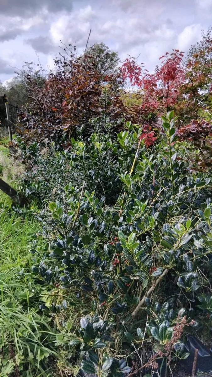 Trees - Image 2