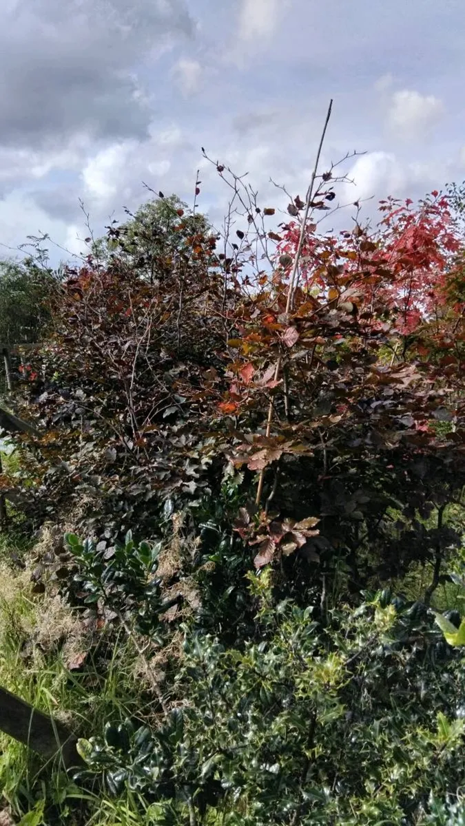 Trees - Image 3