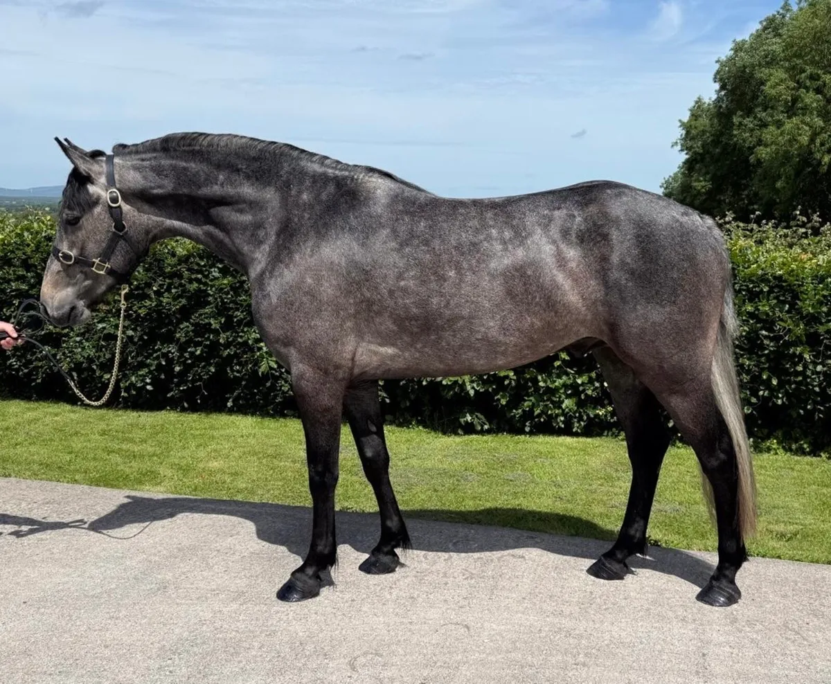 🌟3yo full Connemara gelding 🌟 - Image 2