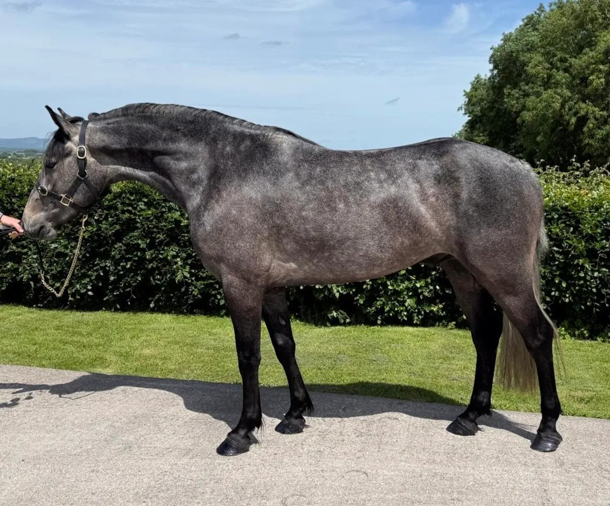 🌟3yo full Connemara gelding 🌟 - Image 1