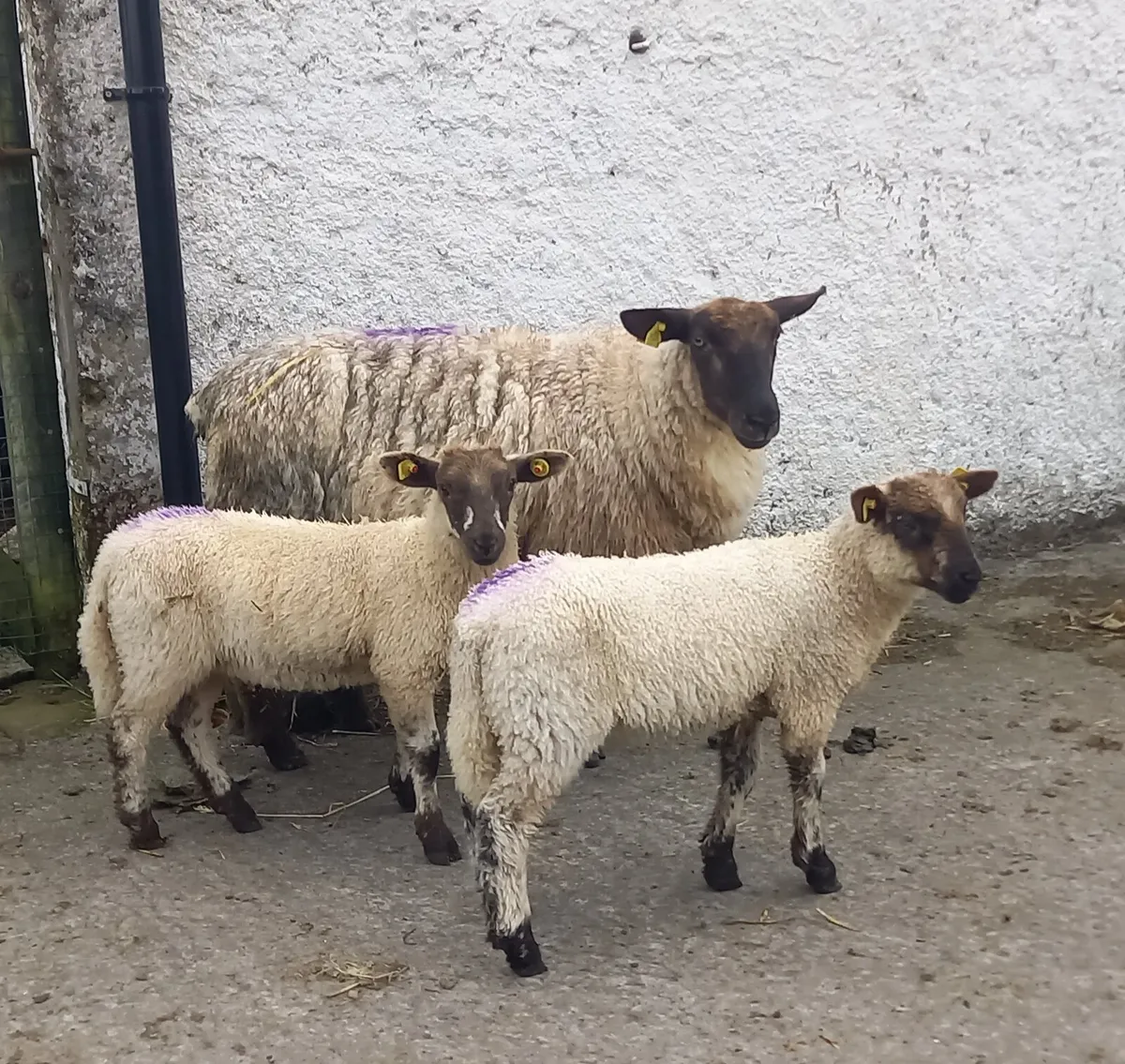 SUFFOLK HOGGET  WITH 2   LAMBS - Image 2