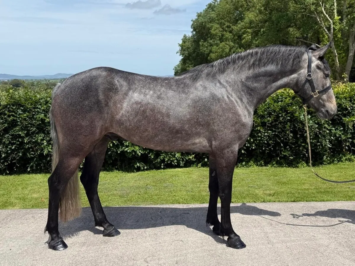 🌟3 yo full Connemara gelding 🌟 - Image 3