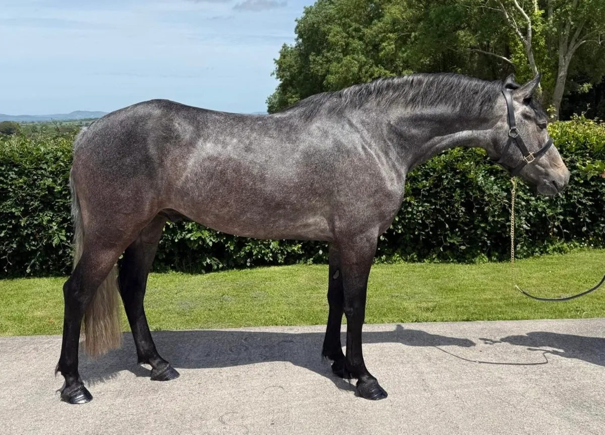 🌟3 yo full Connemara gelding 🌟 - Image 4