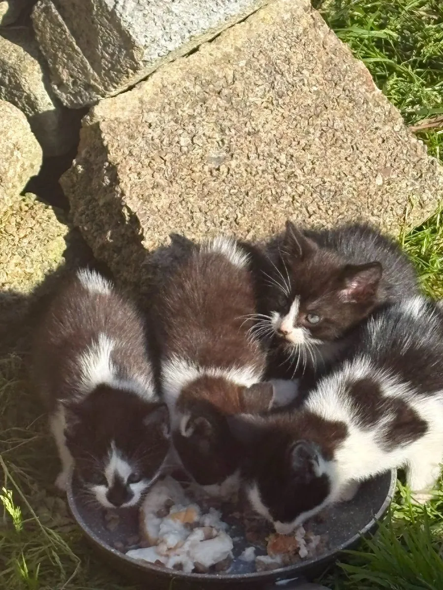 Kittens - Image 3