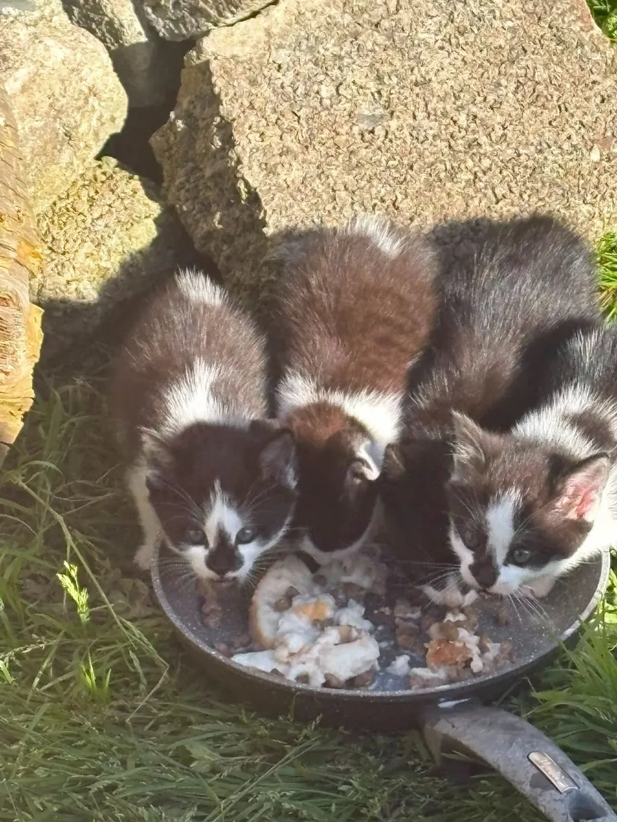 Kittens - Image 4