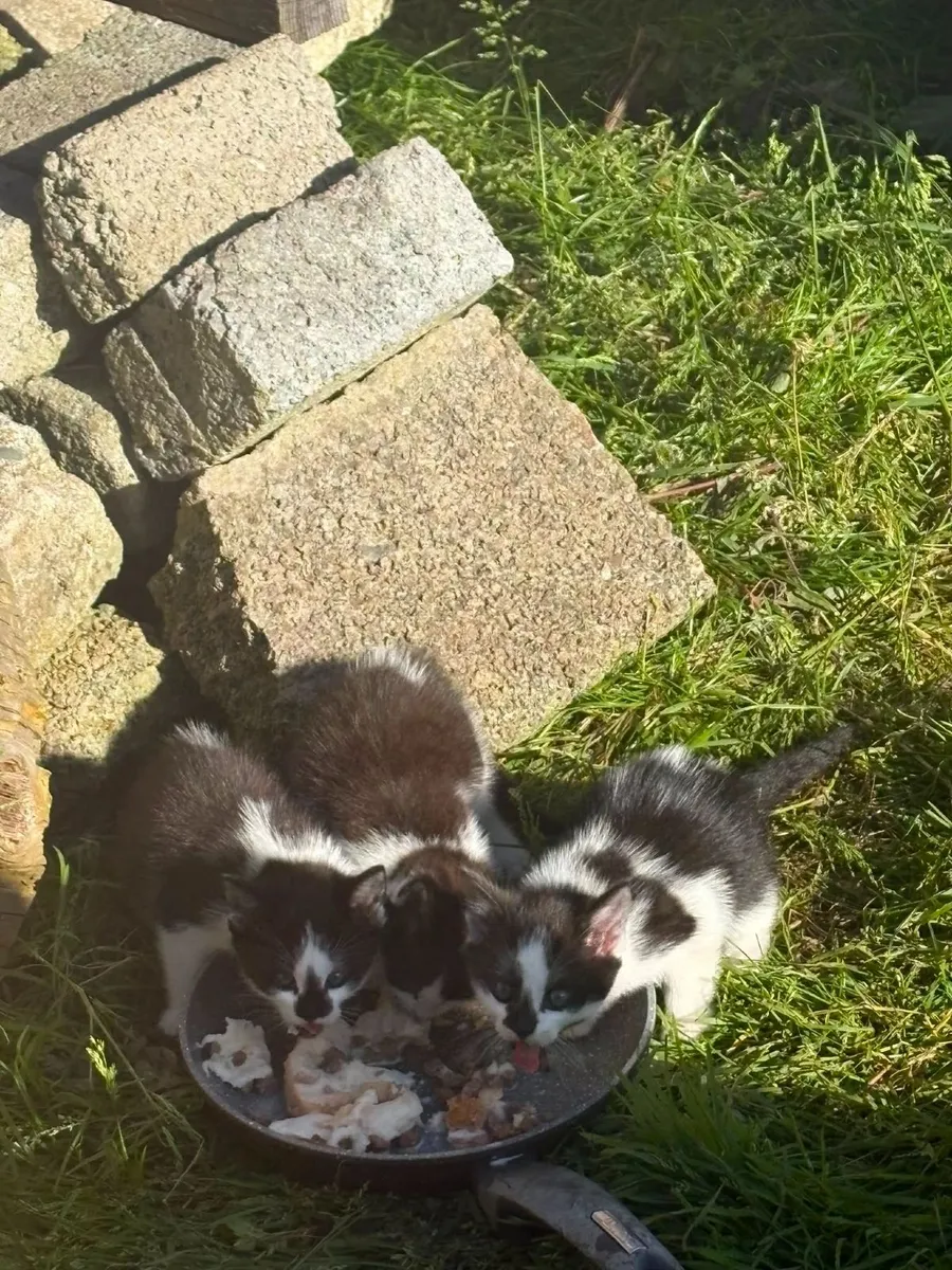 Kittens - Image 2