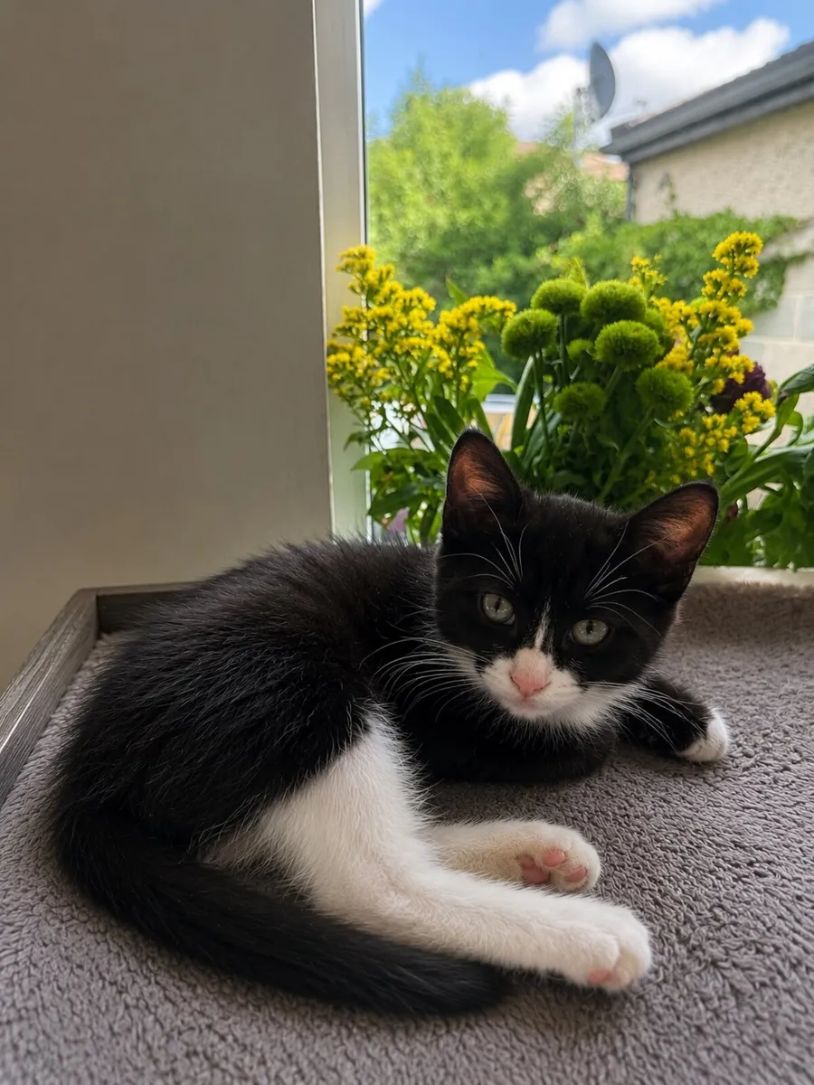 Adorable kittens - Image 2
