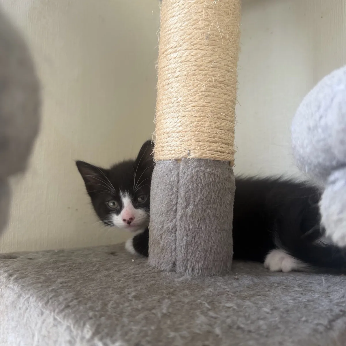 Adorable kittens - Image 3