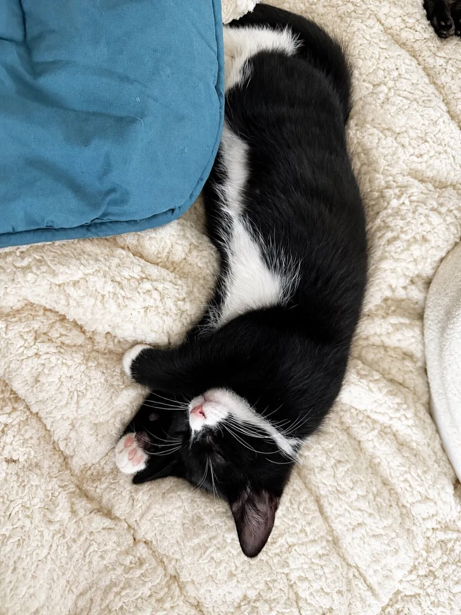 Adorable kittens - Image 1