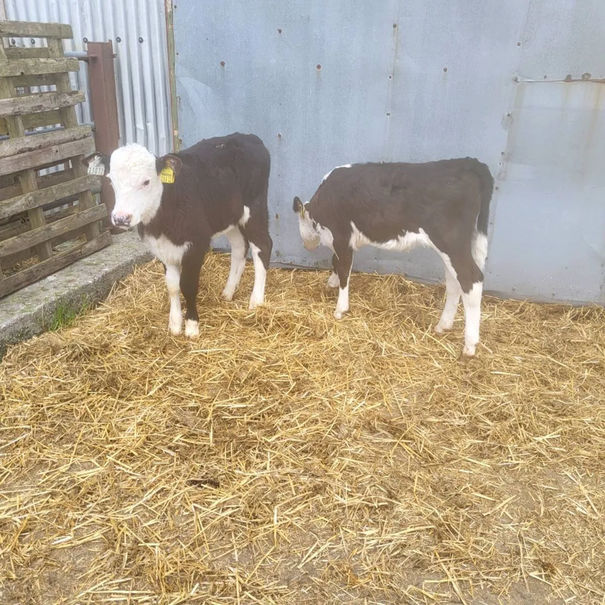 2 top quality Hereford  heifer  calves - Image 1