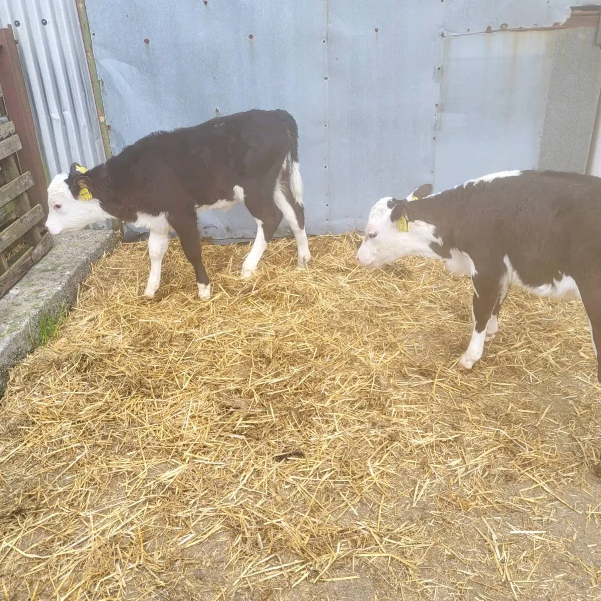 2 top quality Hereford  heifer  calves - Image 2