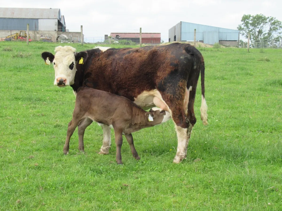suckler cows - Image 1