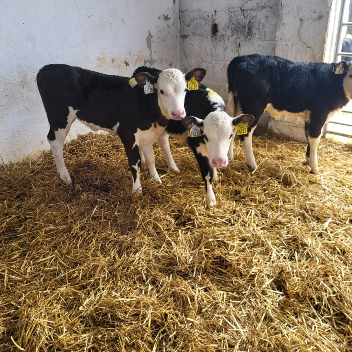 2 top quality Hereford  heifer  calves - Image 3