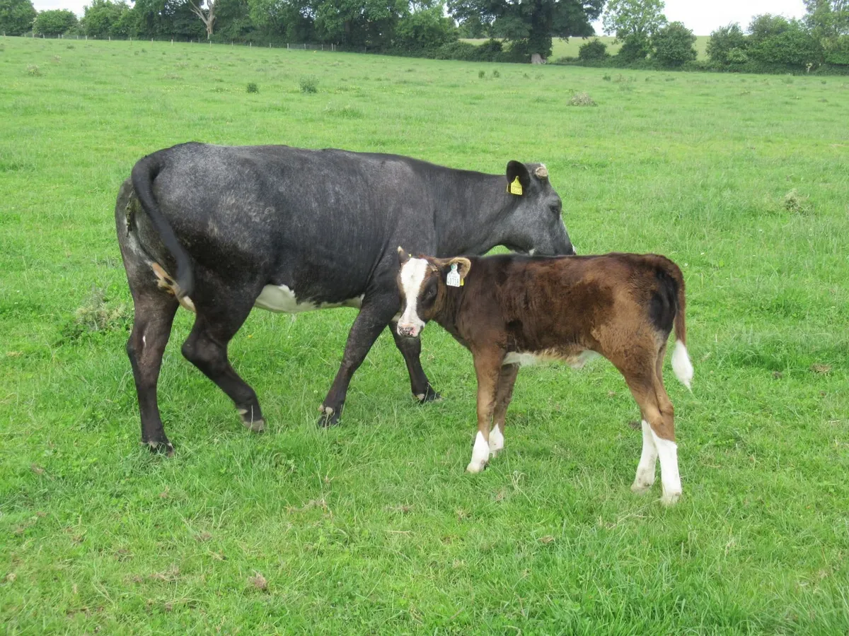 suckler cows - Image 2