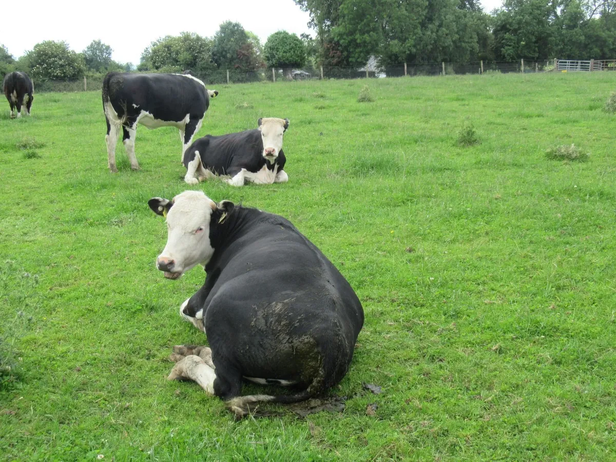suckler cows - Image 3