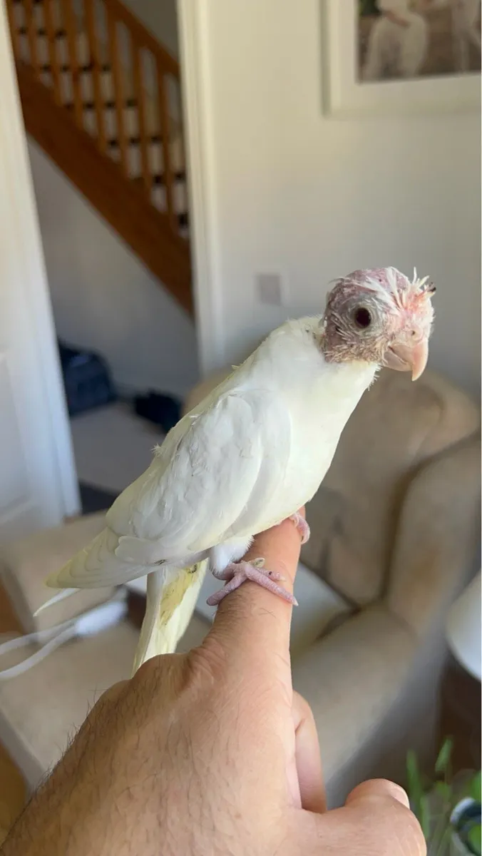 Cockatiel hand reared - Image 1