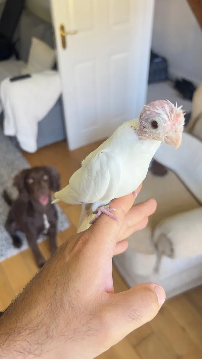 Cockatiel hand reared - Image 4
