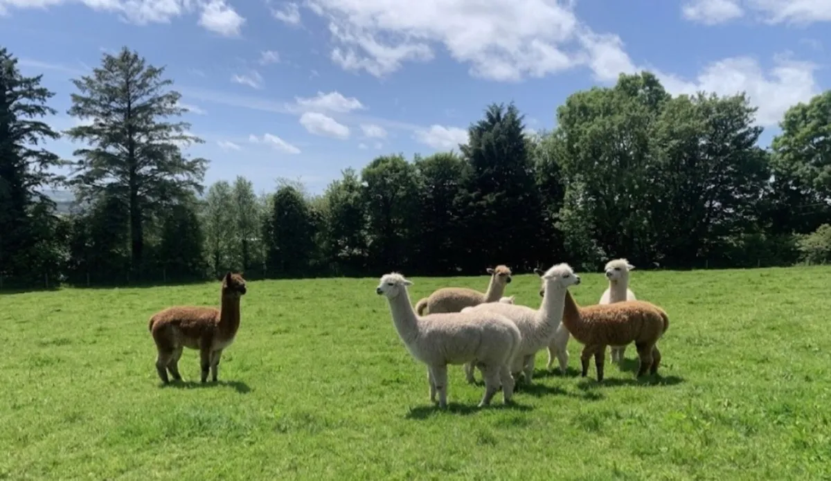 Alpacas - Image 2