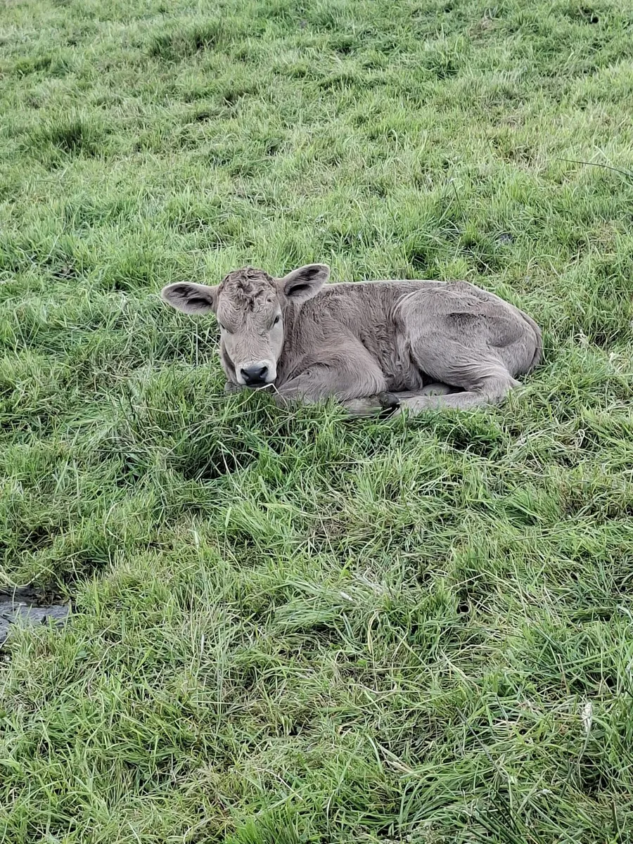 Calf - Image 1