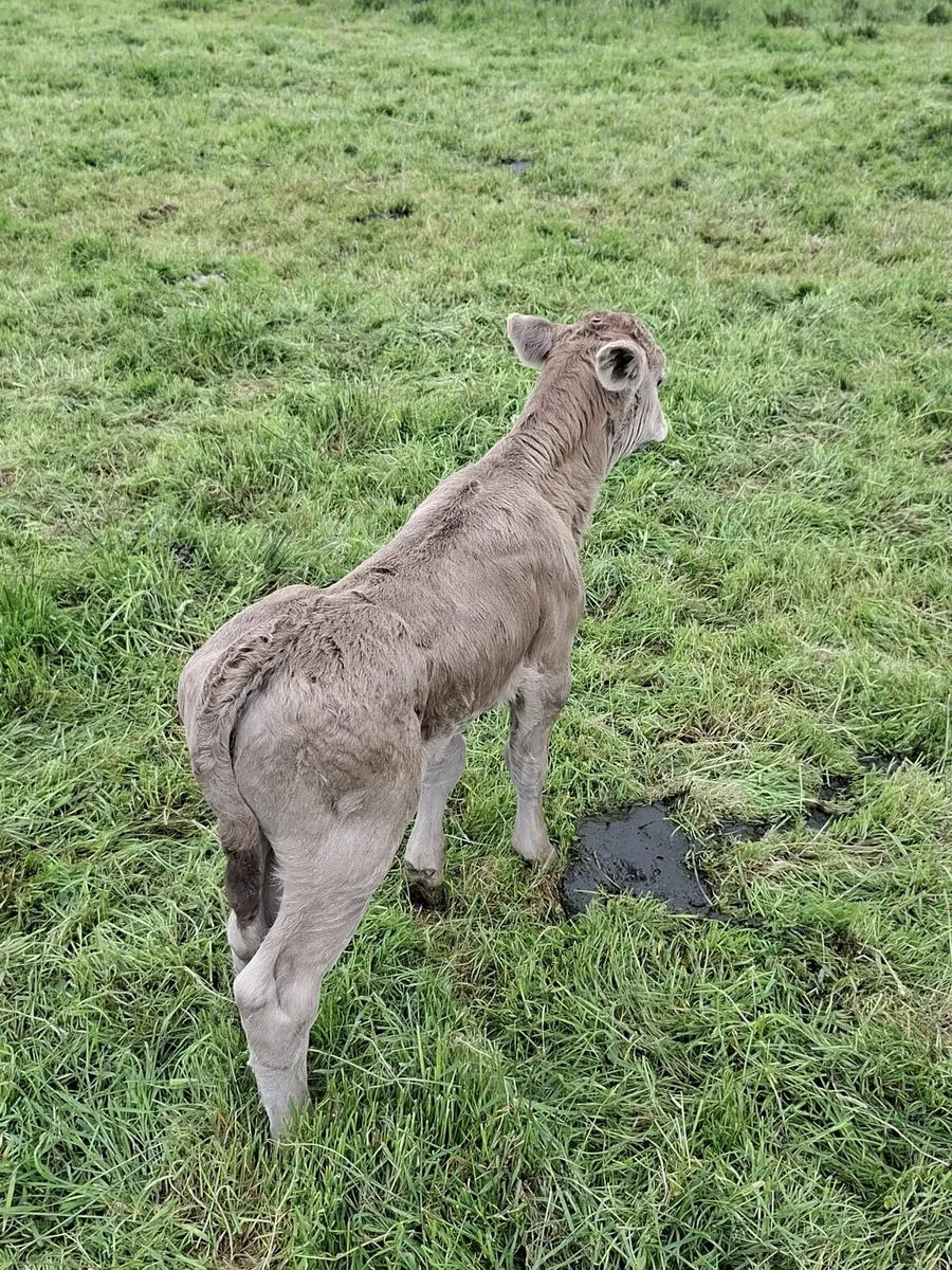 Calf - Image 2