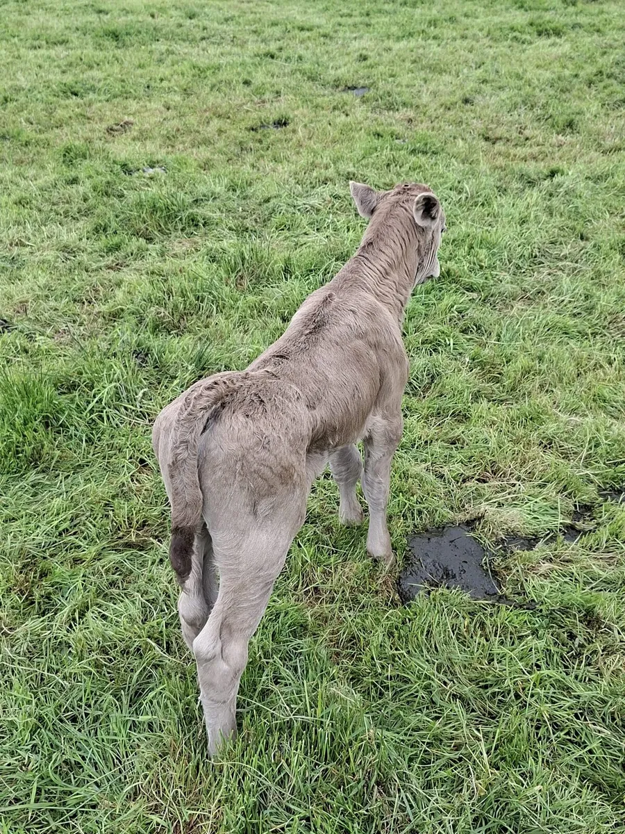 Calf - Image 3