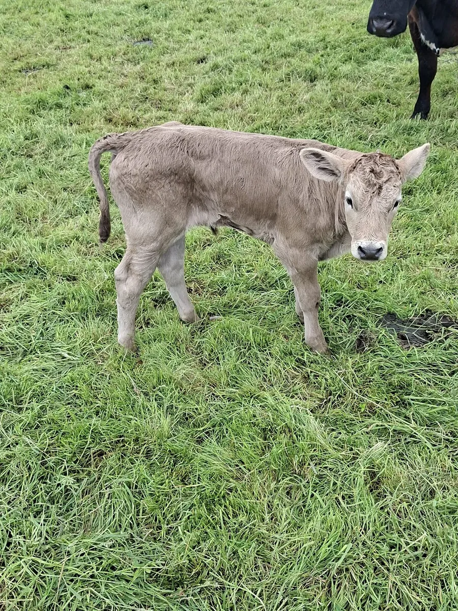 Calf - Image 4