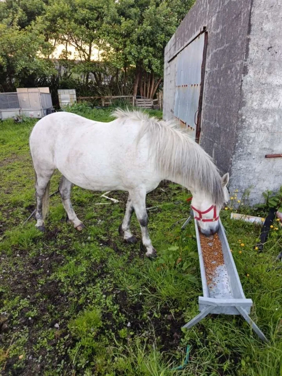 4-Year-Old Connemara Pony for Sale - Image 2