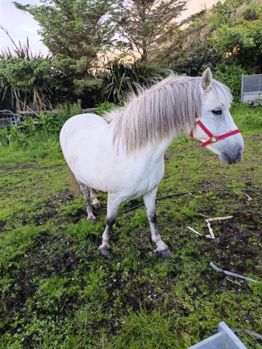 4-Year-Old Connemara Pony for Sale - Image 1