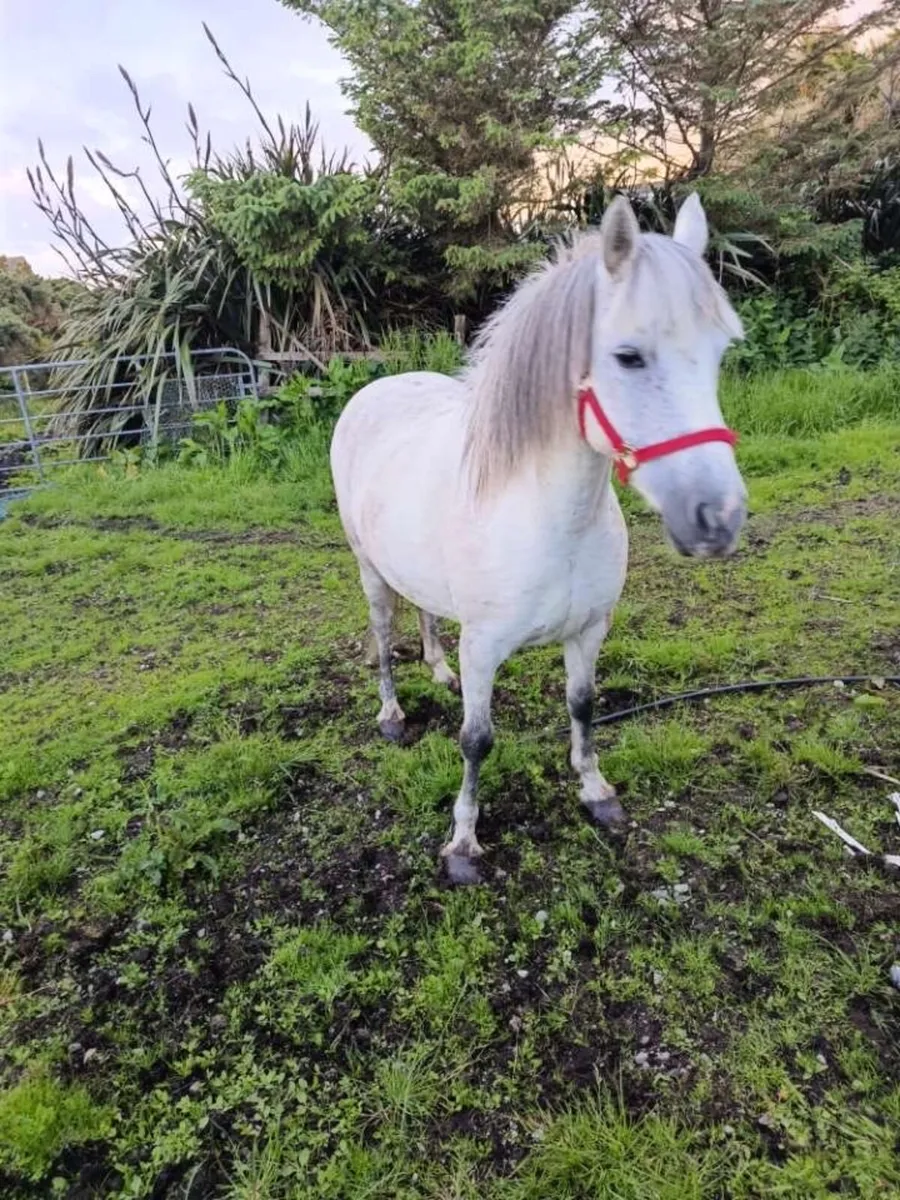 4-Year-Old Connemara Pony for Sale - Image 3