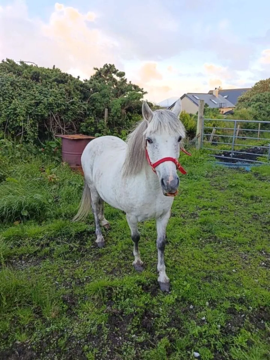 4-Year-Old Connemara Pony for Sale - Image 4