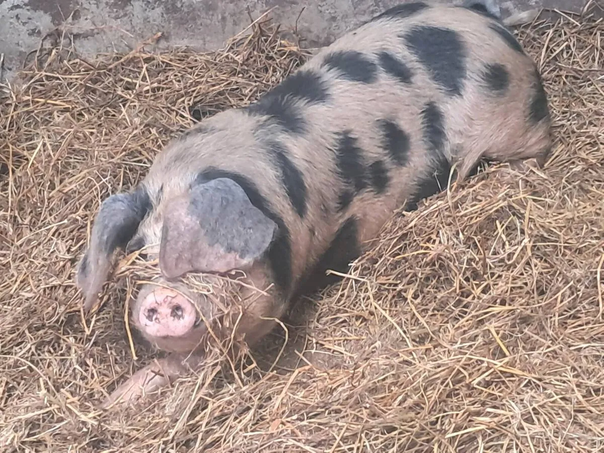 Organic Boars Available for stud - Image 2