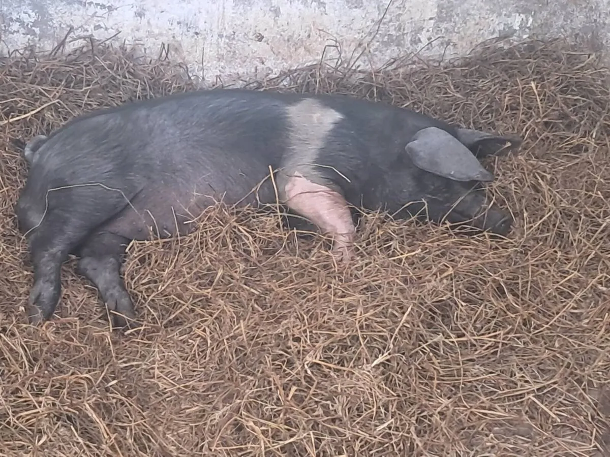 Organic Boars Available for stud - Image 3