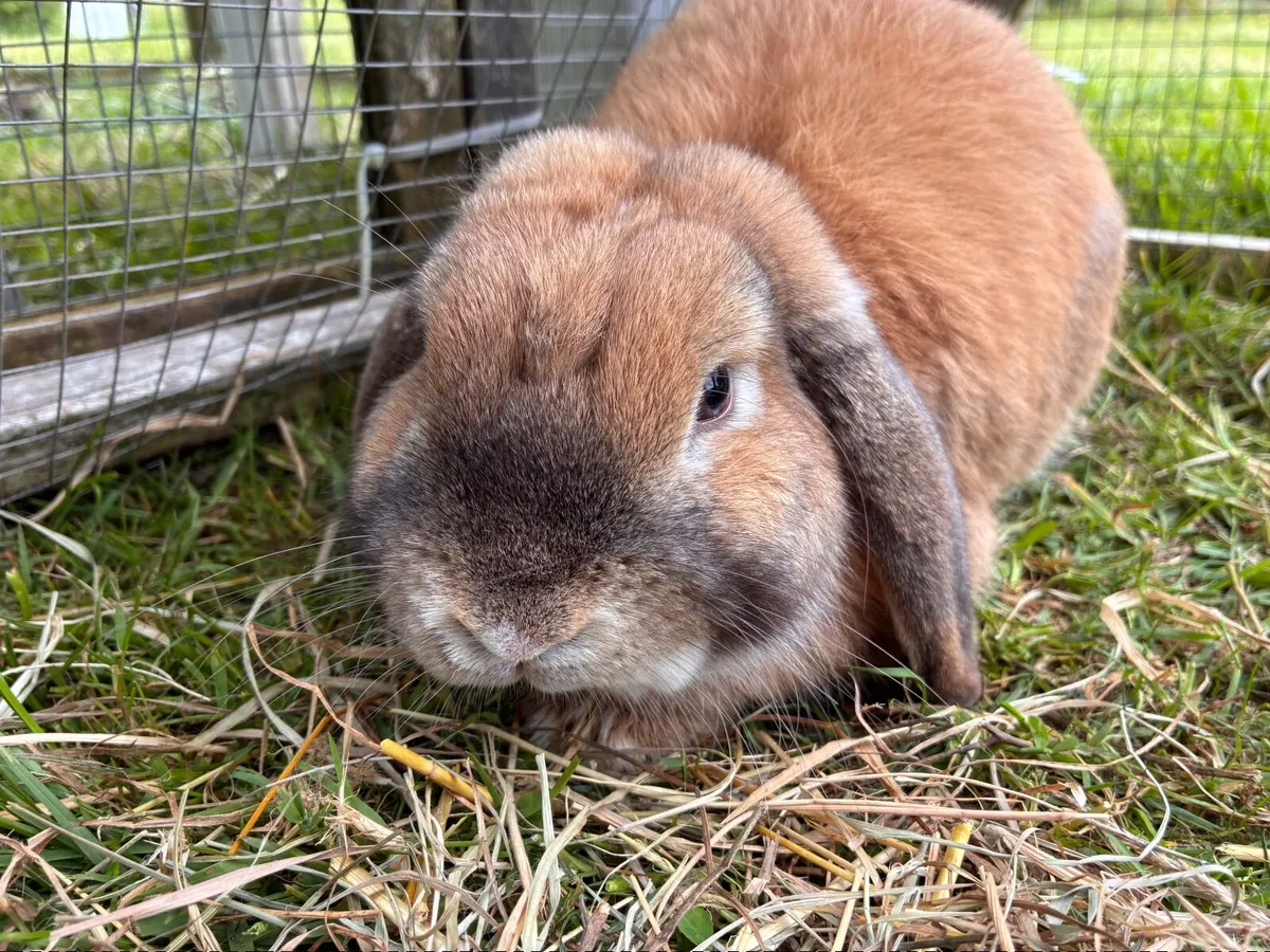 Mini lop rabbit - Image 3