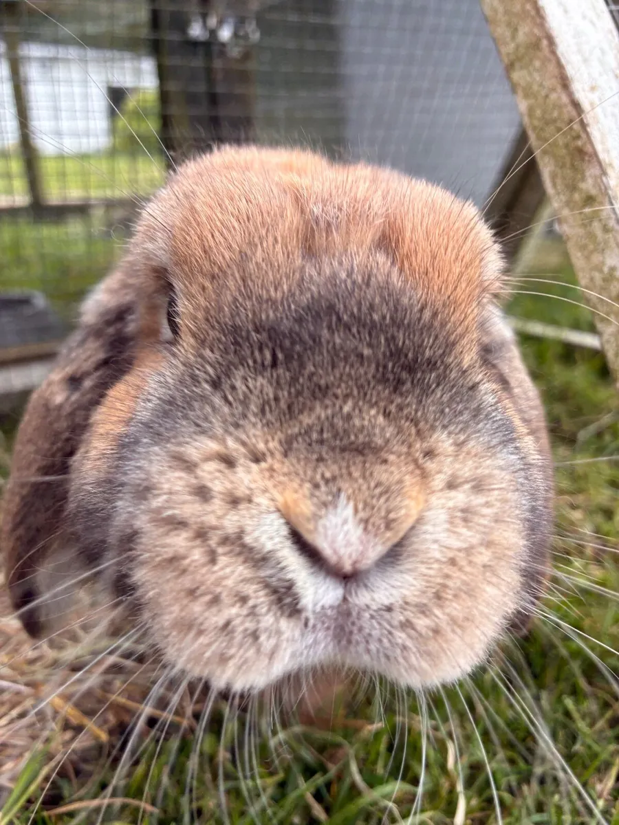 Mini lop rabbit - Image 1