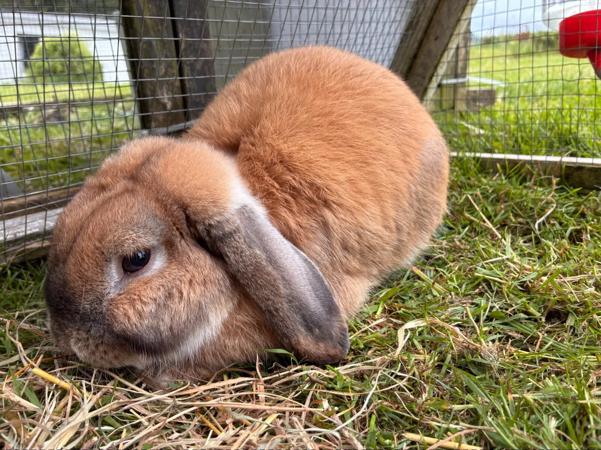 Mini lop rabbit - Image 2
