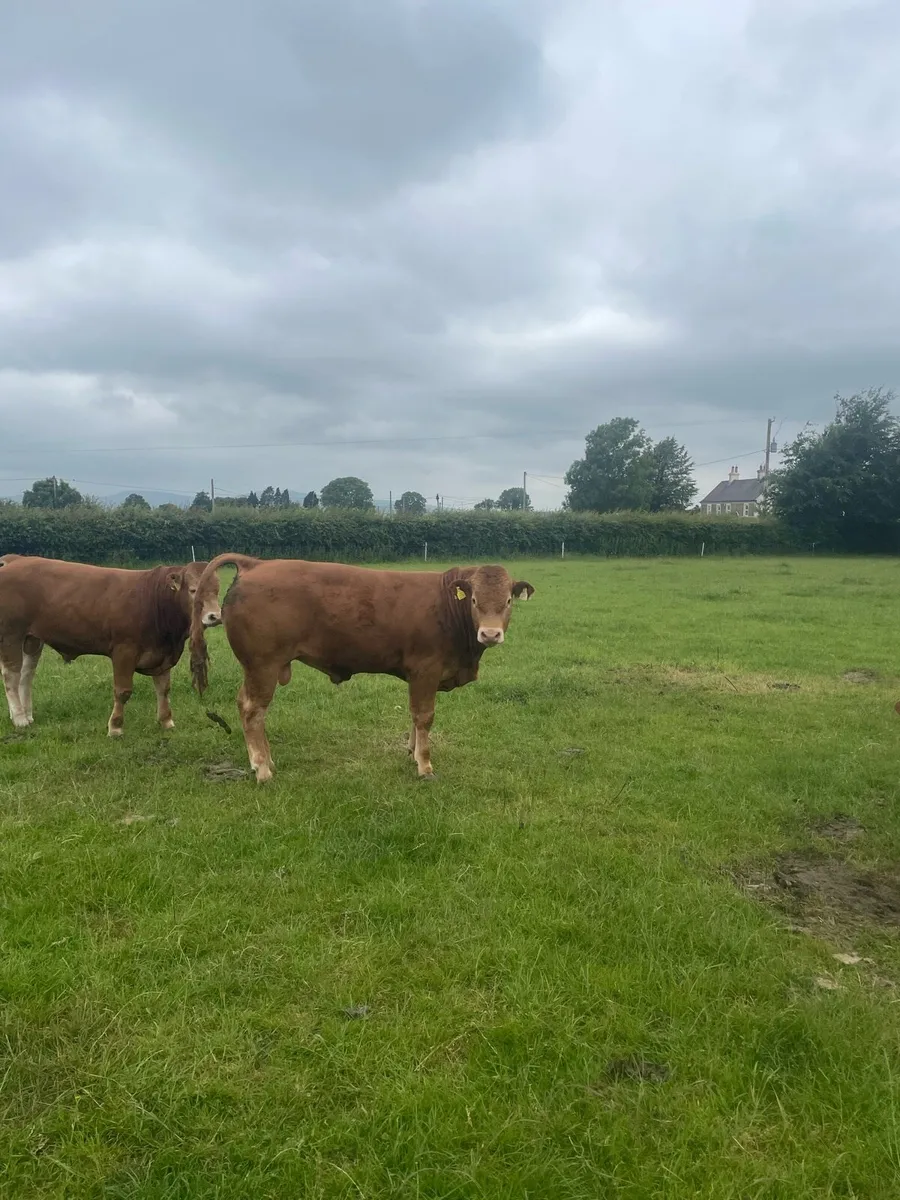 Limousin bulls - Image 1