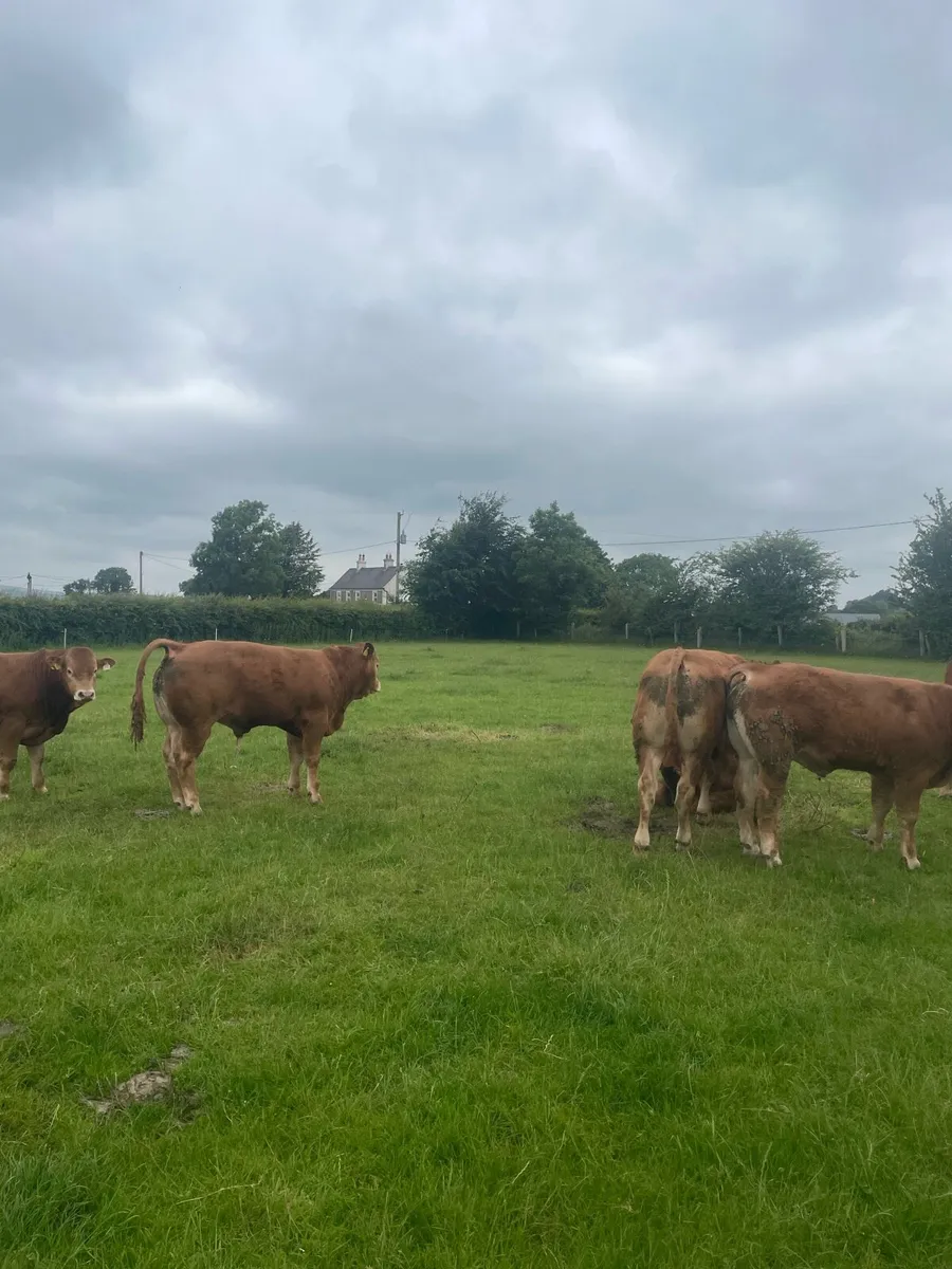 Limousin bulls - Image 4